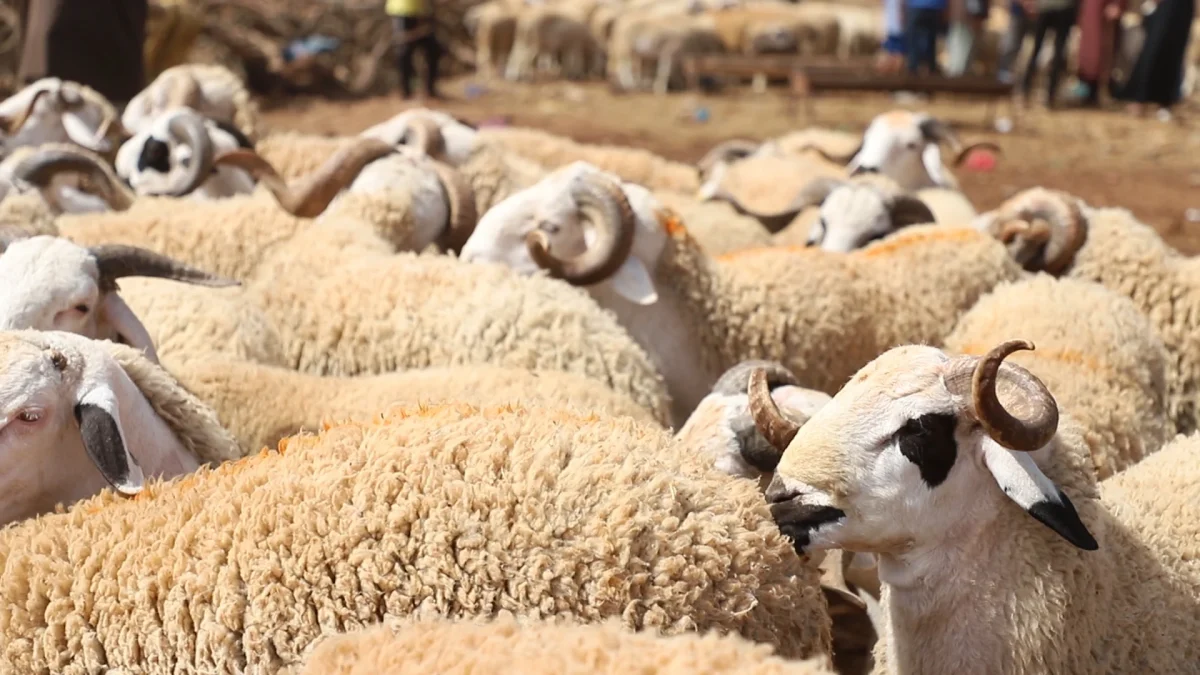 Aïd el Adha en 2024 : L'Algérie envisage-t-elle l'importation de moutons ?