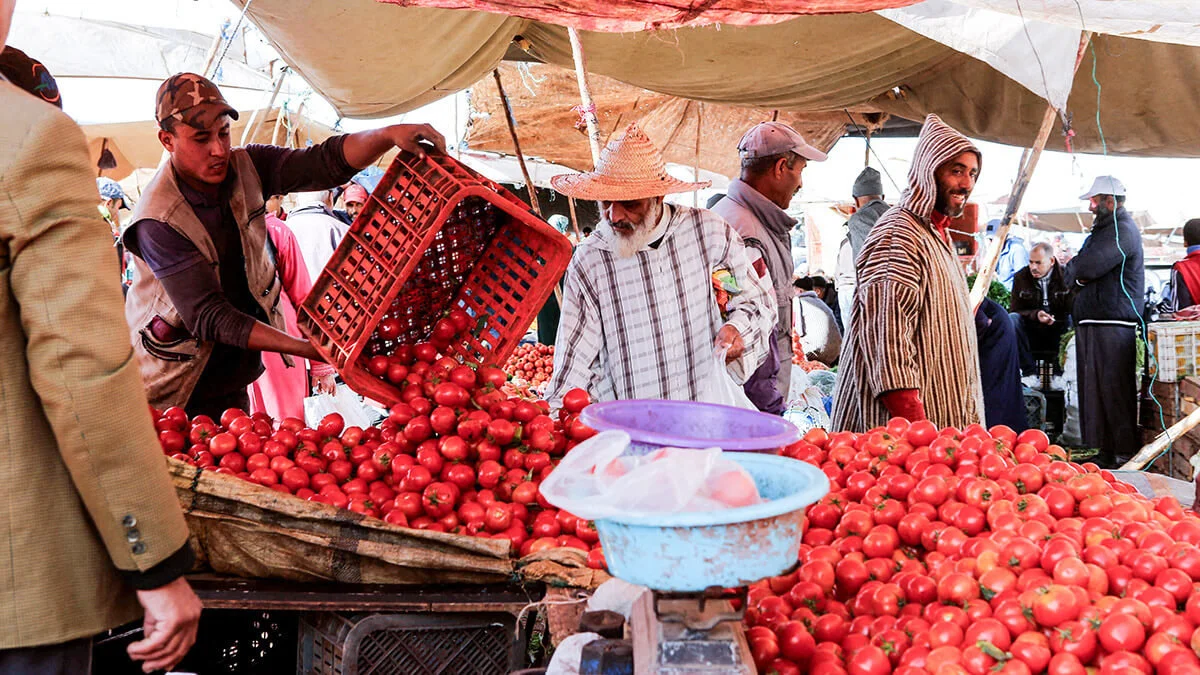 Maroc : La croissance record des exportations de tomates crée des frictions sur le marché français