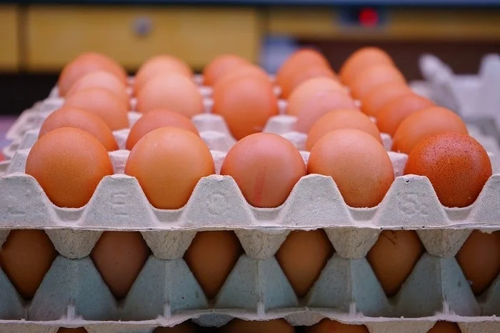 Baisse spectaculaire des prix des œufs en Algérie : 1000 DA pour trois plateaux ! 