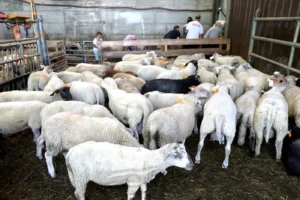 Prix des agneaux en Algérie : 35 000 DA pour un mouton de 3 jours