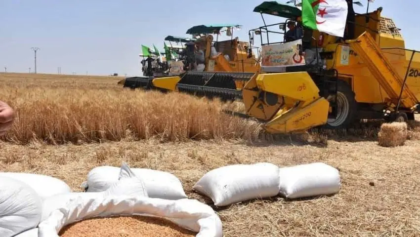 Algérie : vers un record d'importations de céréales en 2024, enjeux et stratégies agricoles